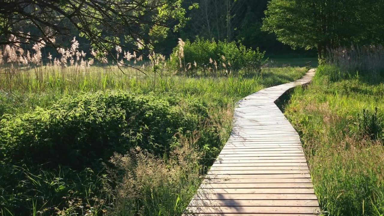 Wanderweg - Naturlehrpfad unterhalb vom Kempfenhof Wanderweg - Naturlehrpfad unterhalb vom Kempfenhof